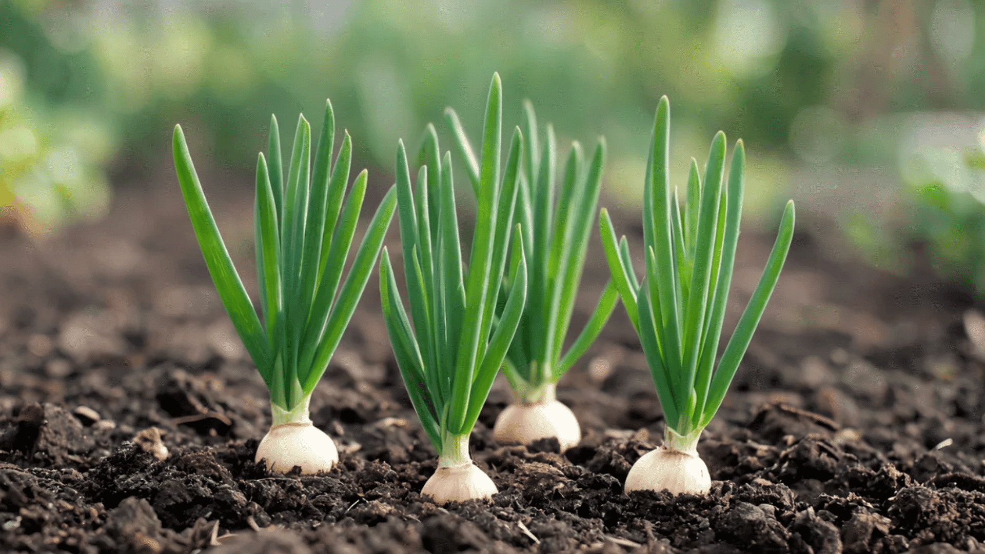 Onion bulbs with green leaves growing in soil.