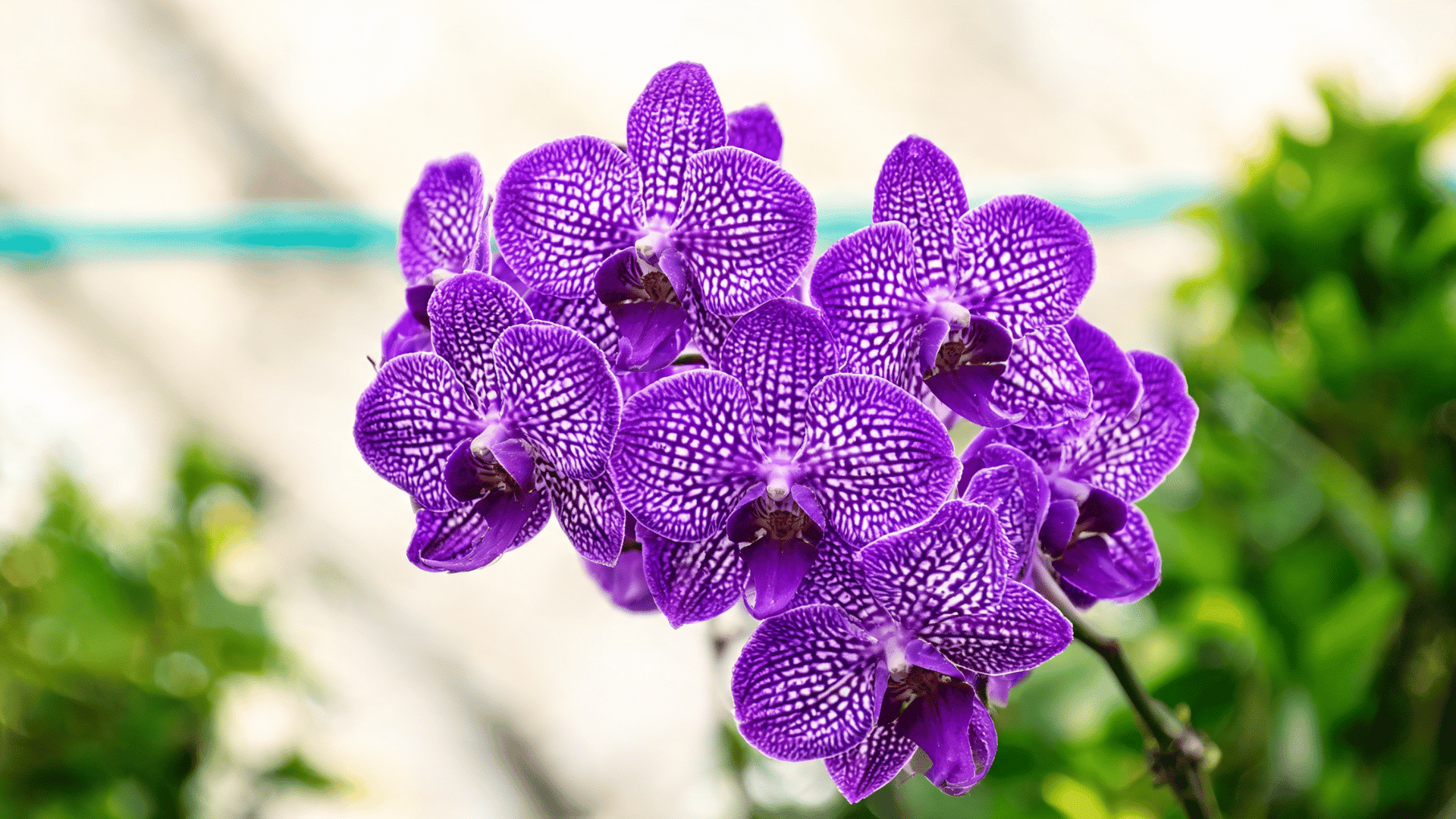 Purple orchids blooming with detailed petals against a blurred green garden background.