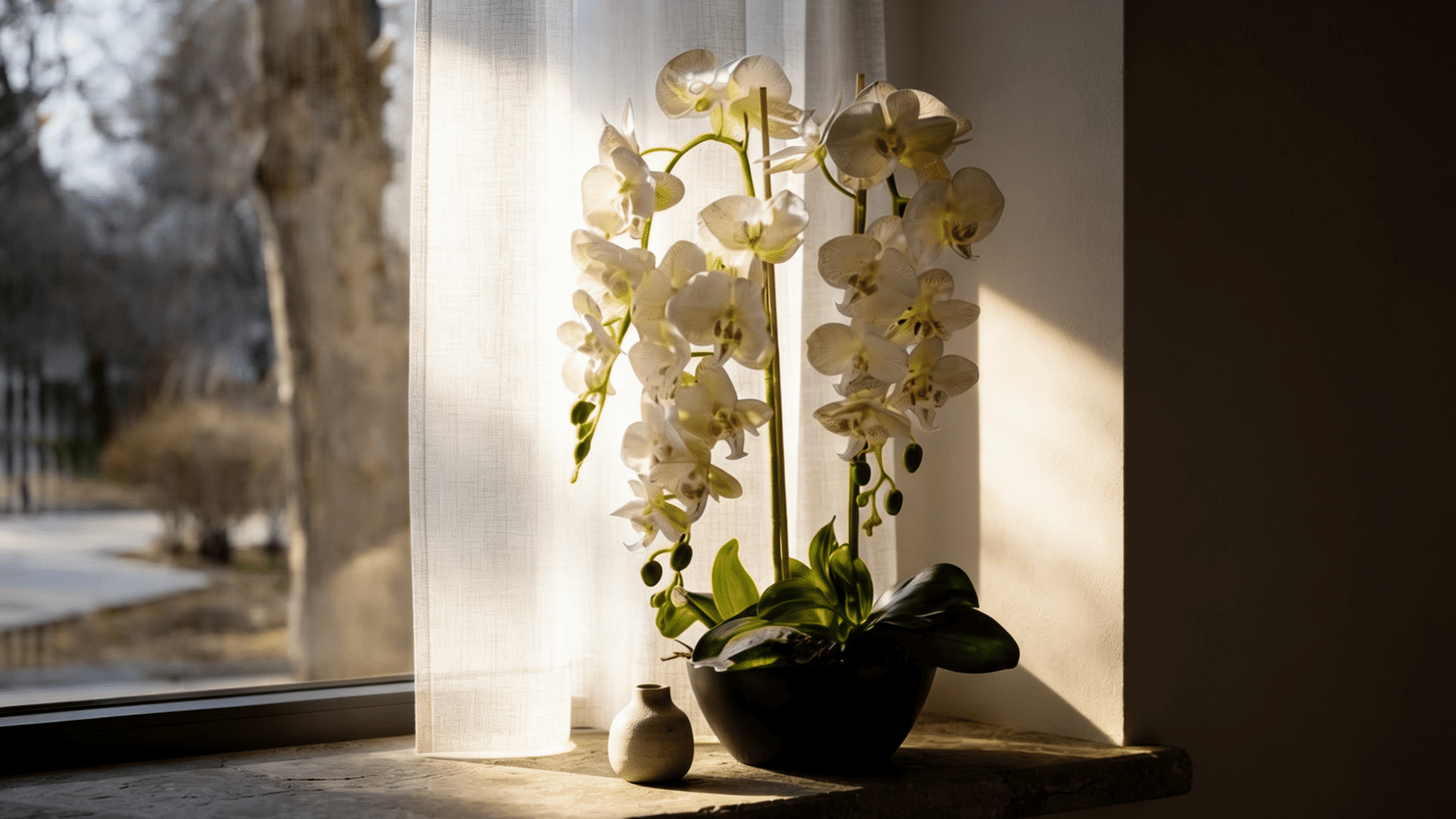 Orchid plant on a windowsill receiving filtered indirect light through a sheer curtain