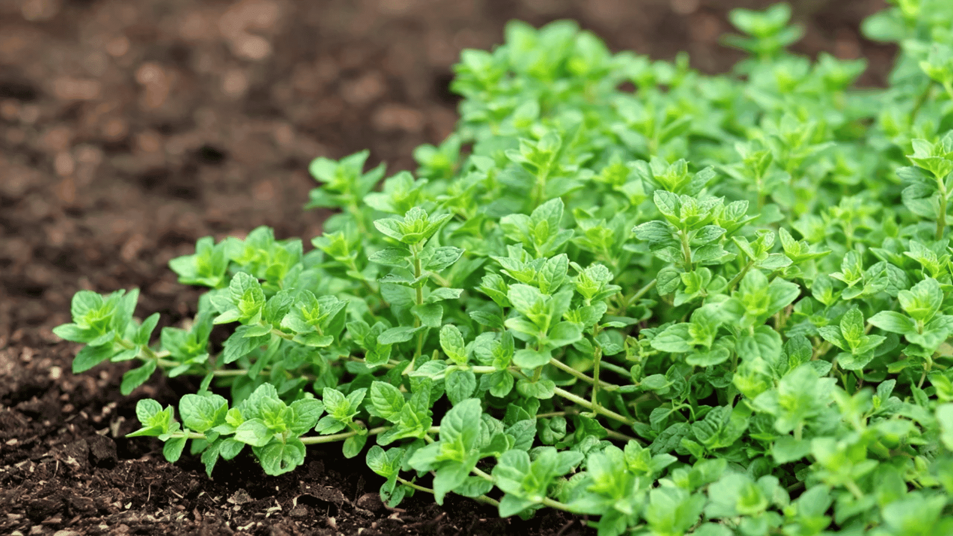 Green oregano plant with small leaves growing in soil.