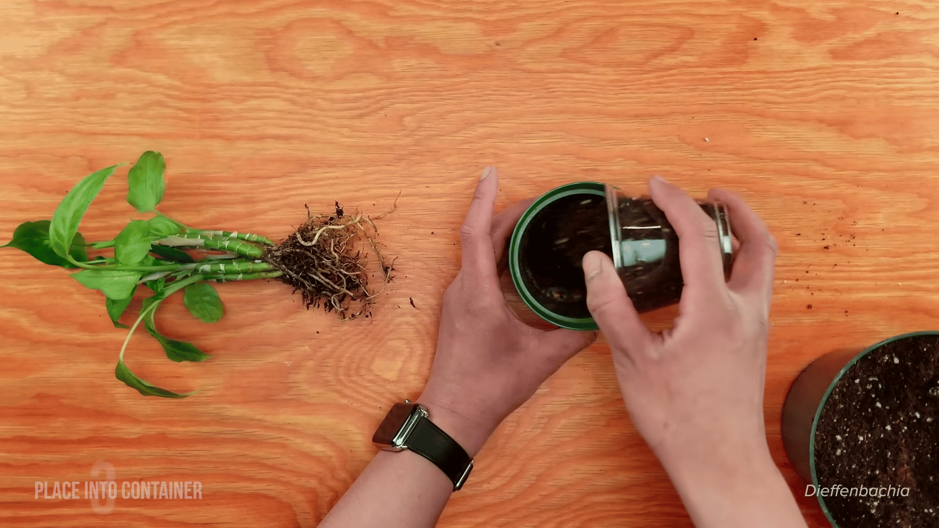 Overhead view of hands filling a small green plastic pot with dark soil using a clear plastic cup.