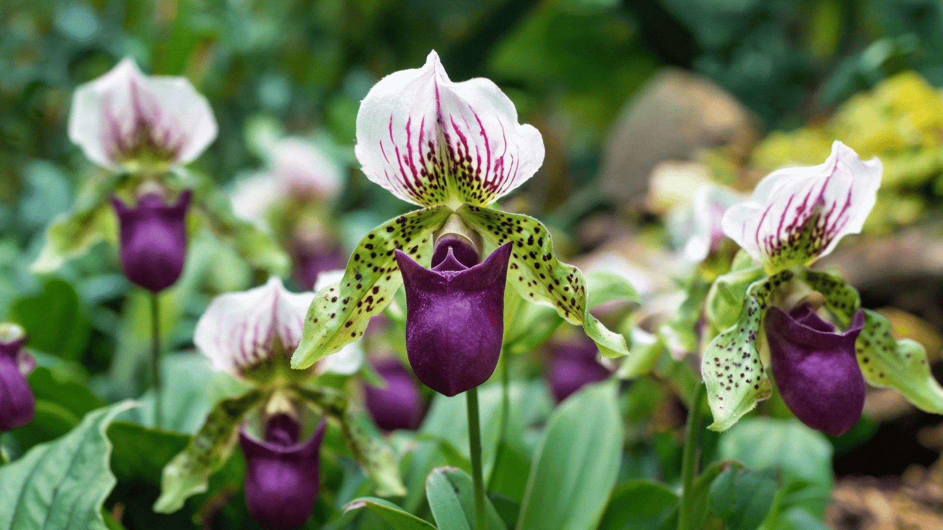 A close-up of Paphiopedilum lady slipper orchids with deep purple pouches and speckled green and white petals.