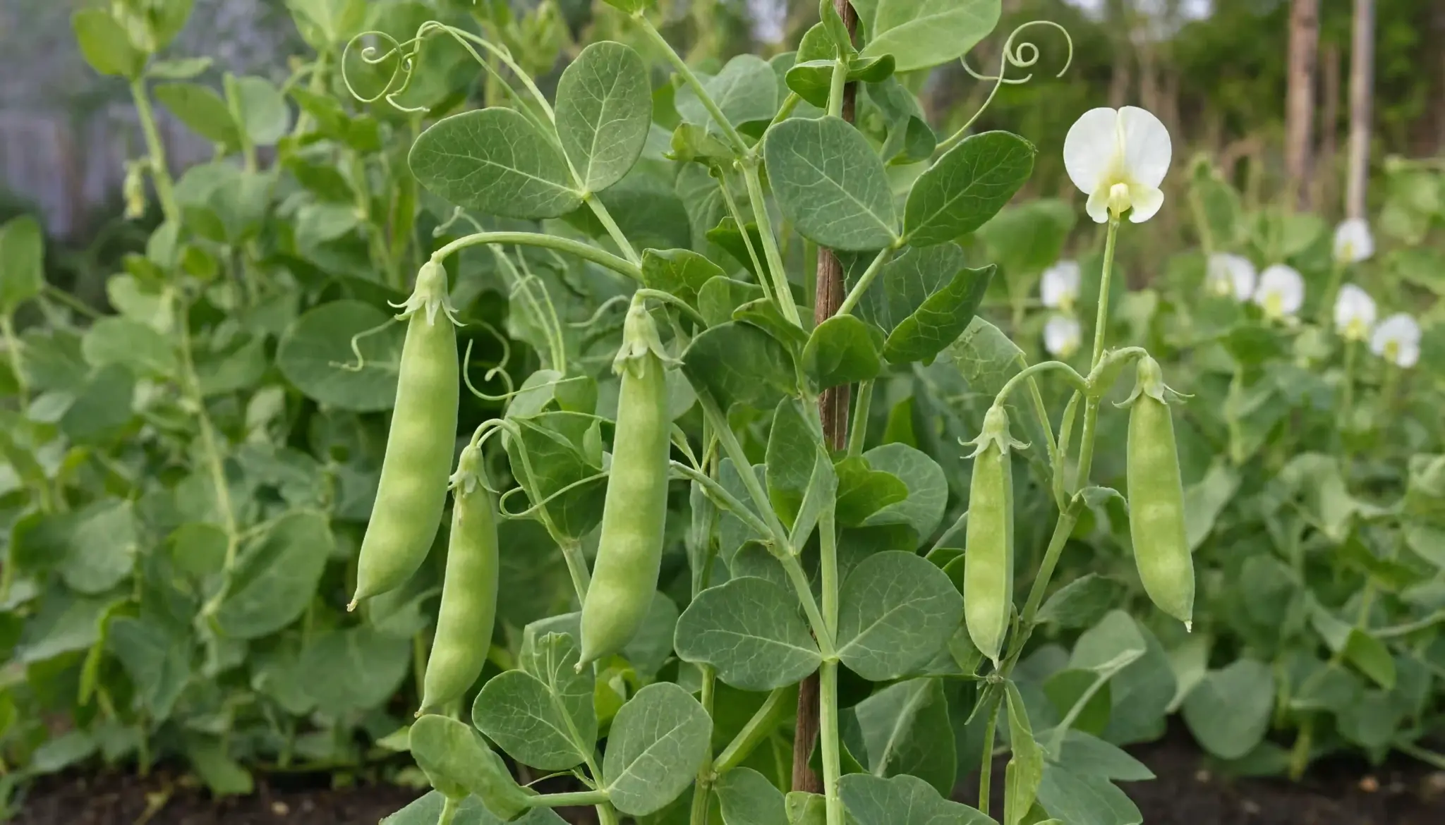 Pea pods growing on healthy flowering garden vine