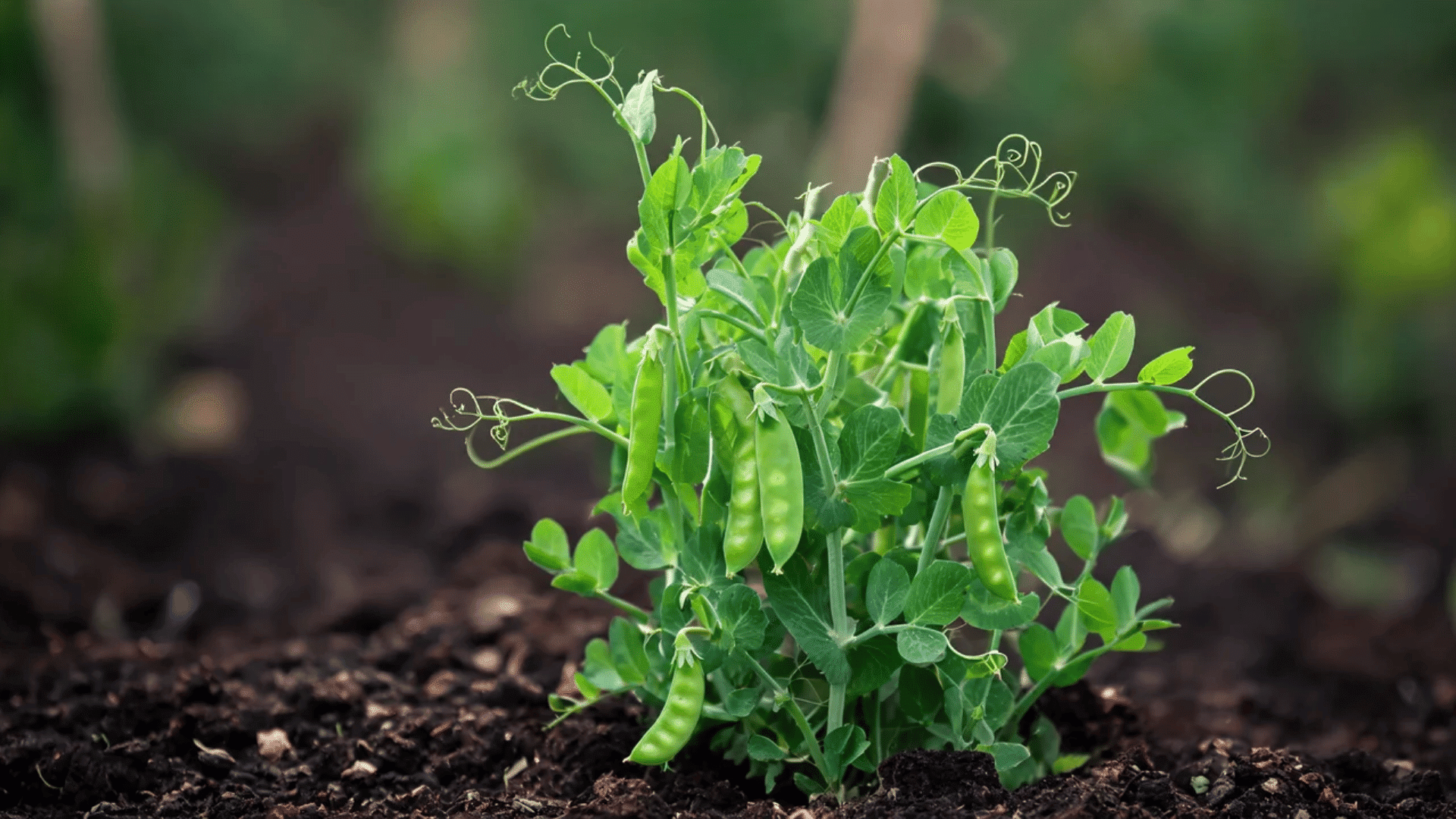 Green pea plant with leaves, tendrils, and pods growing in soil.