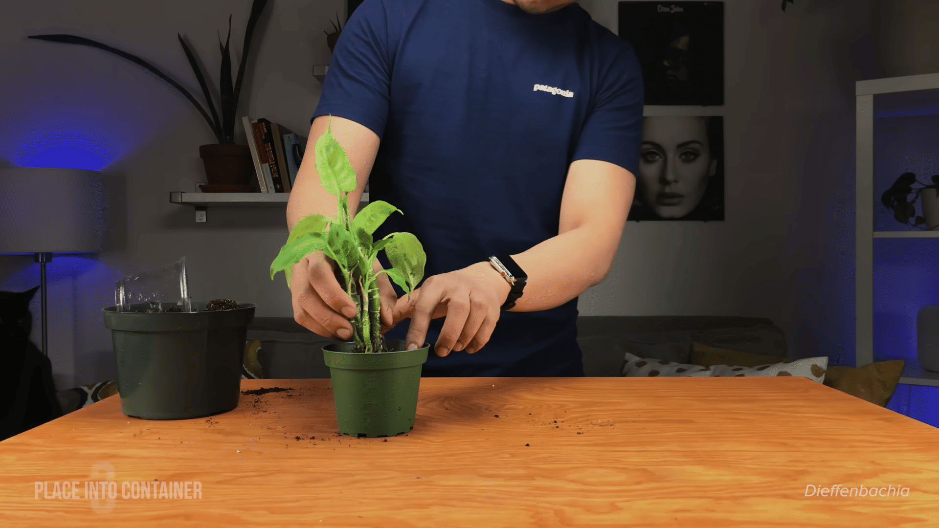 Person adjusting a newly planted Dieffenbachia plant centered inside a small green plastic pot.