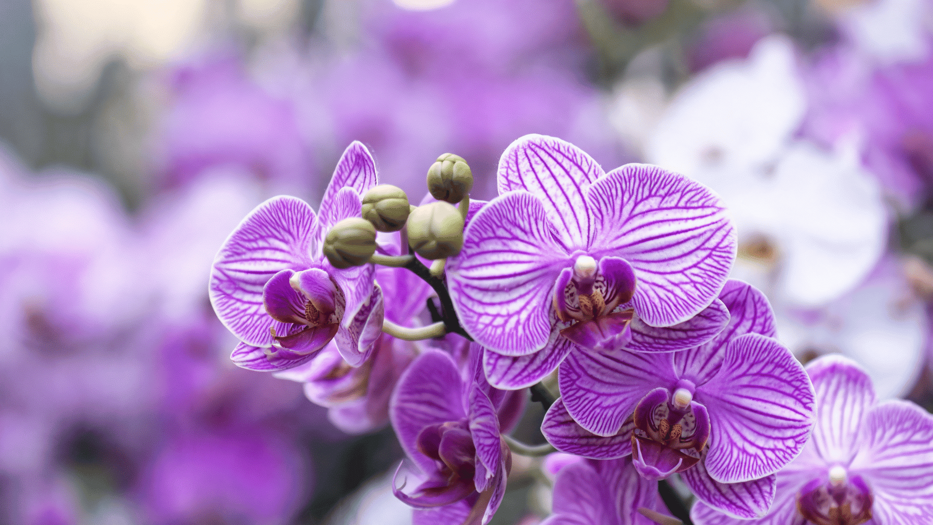 Close-up of purple and white striped Phalaenopsis orchids in bloom with a blurred background.