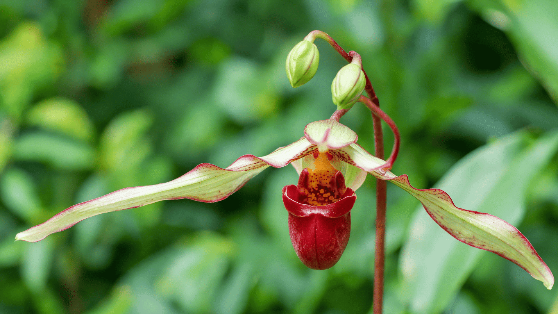 Phragmipedium orchid flower with long green petals and a red pouch-shaped bloom against a blurred green background.