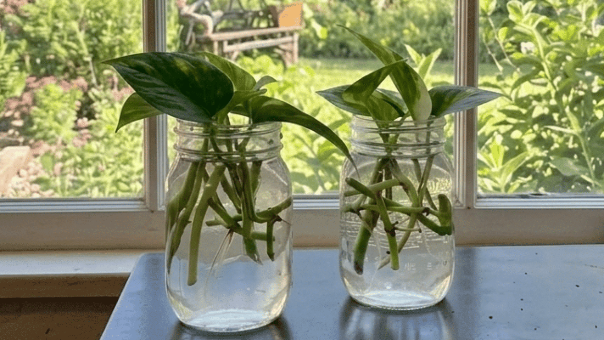 Propagating-pothos