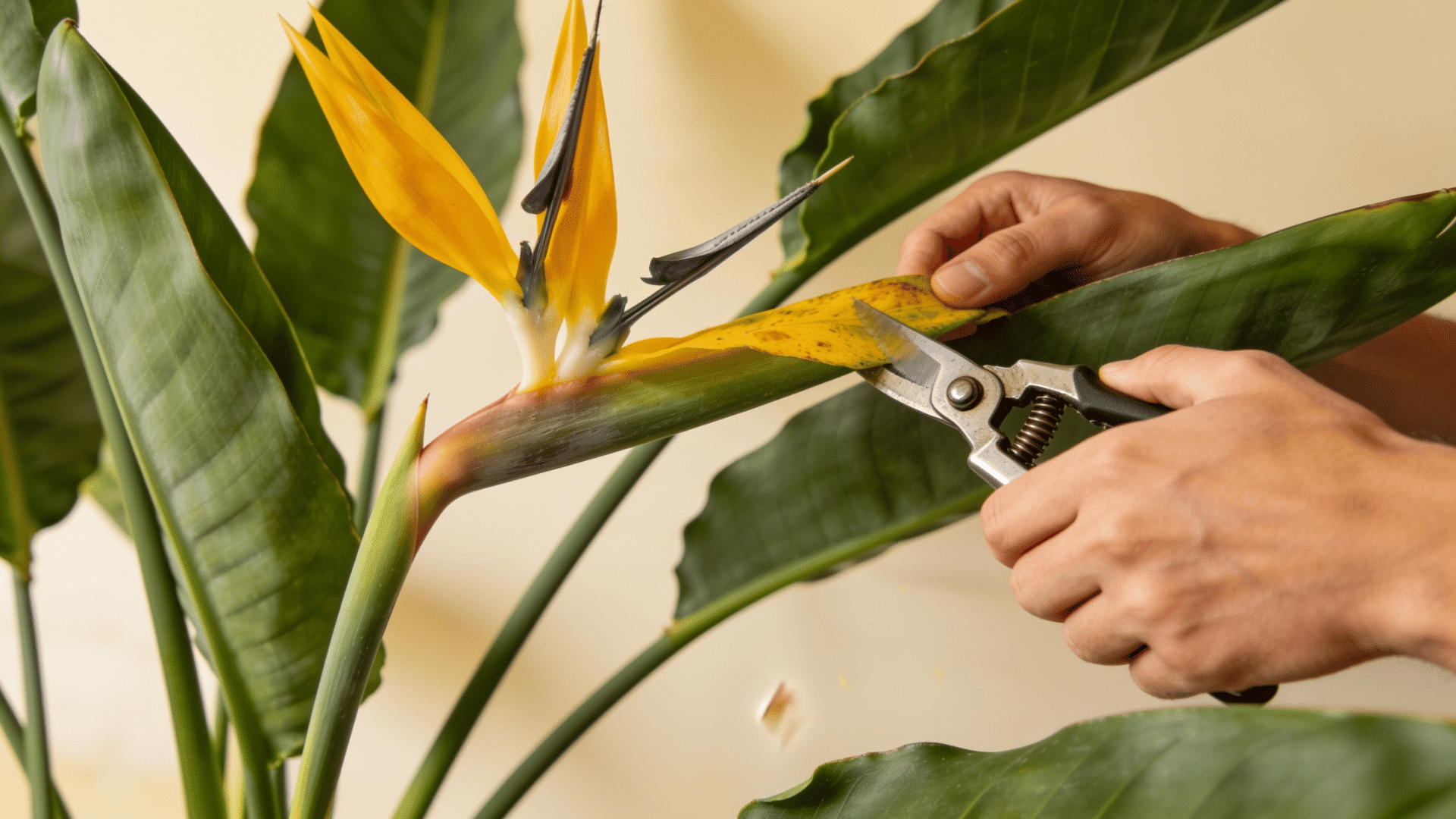 Pruning yellow leaves for bird of paradise plant care