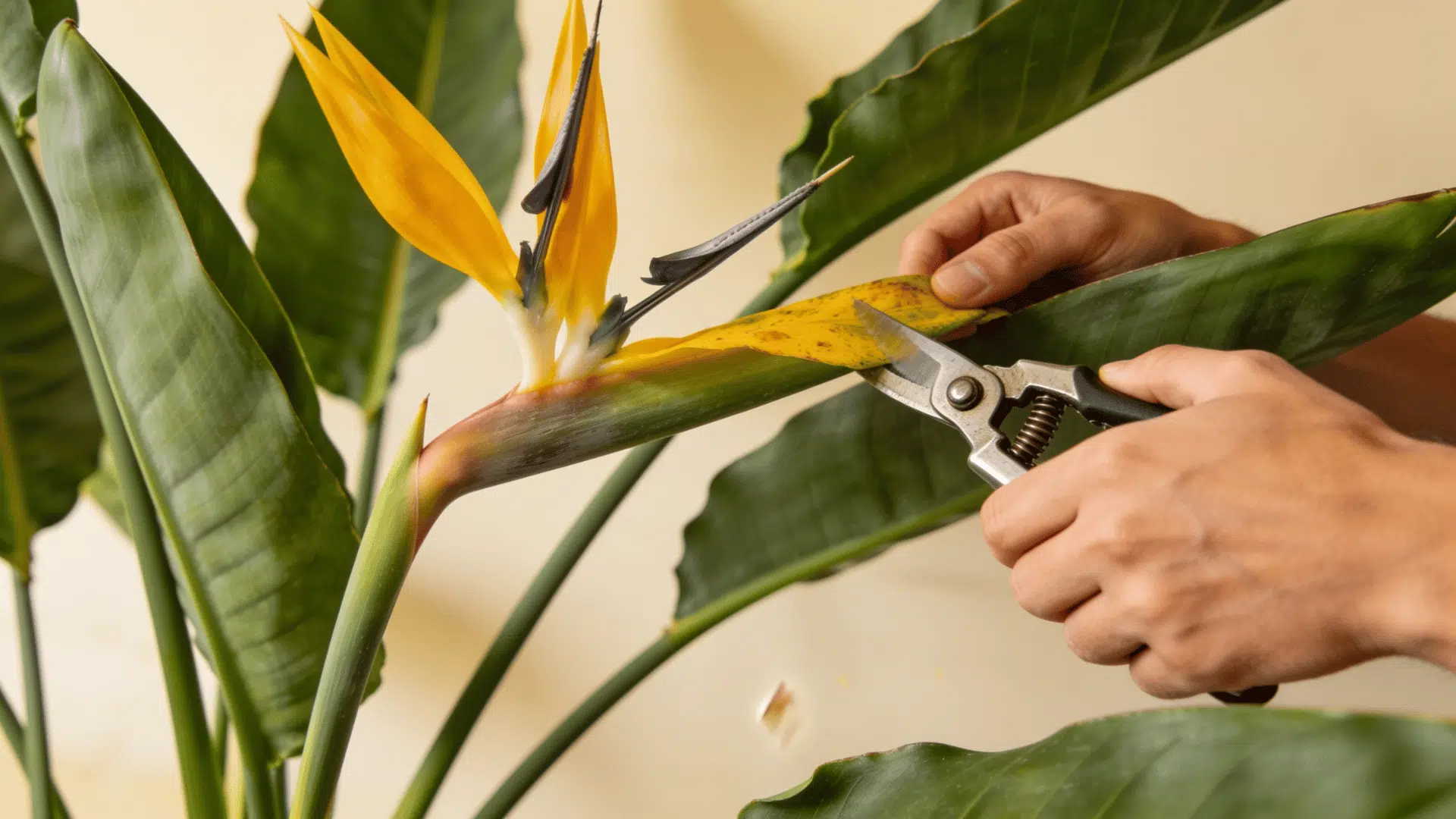 Pruning yellow leaves for bird of paradise plant care
