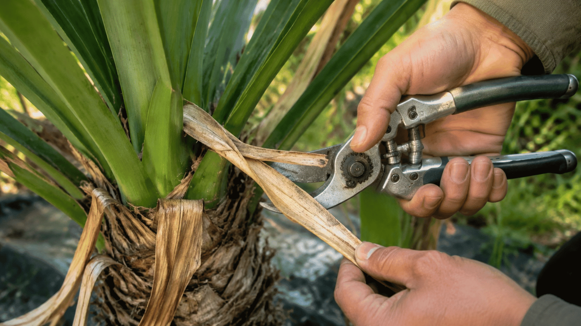 pruning-yucca