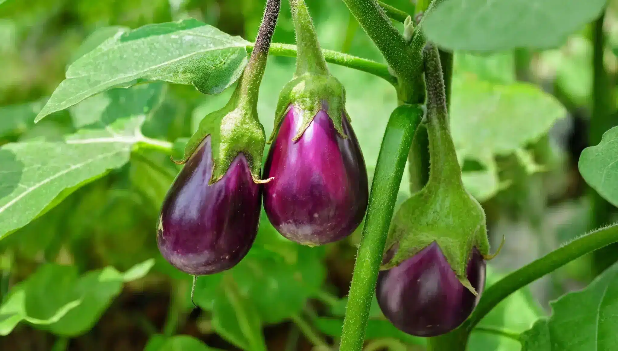 Purple eggplants growing on healthy garden plant stems