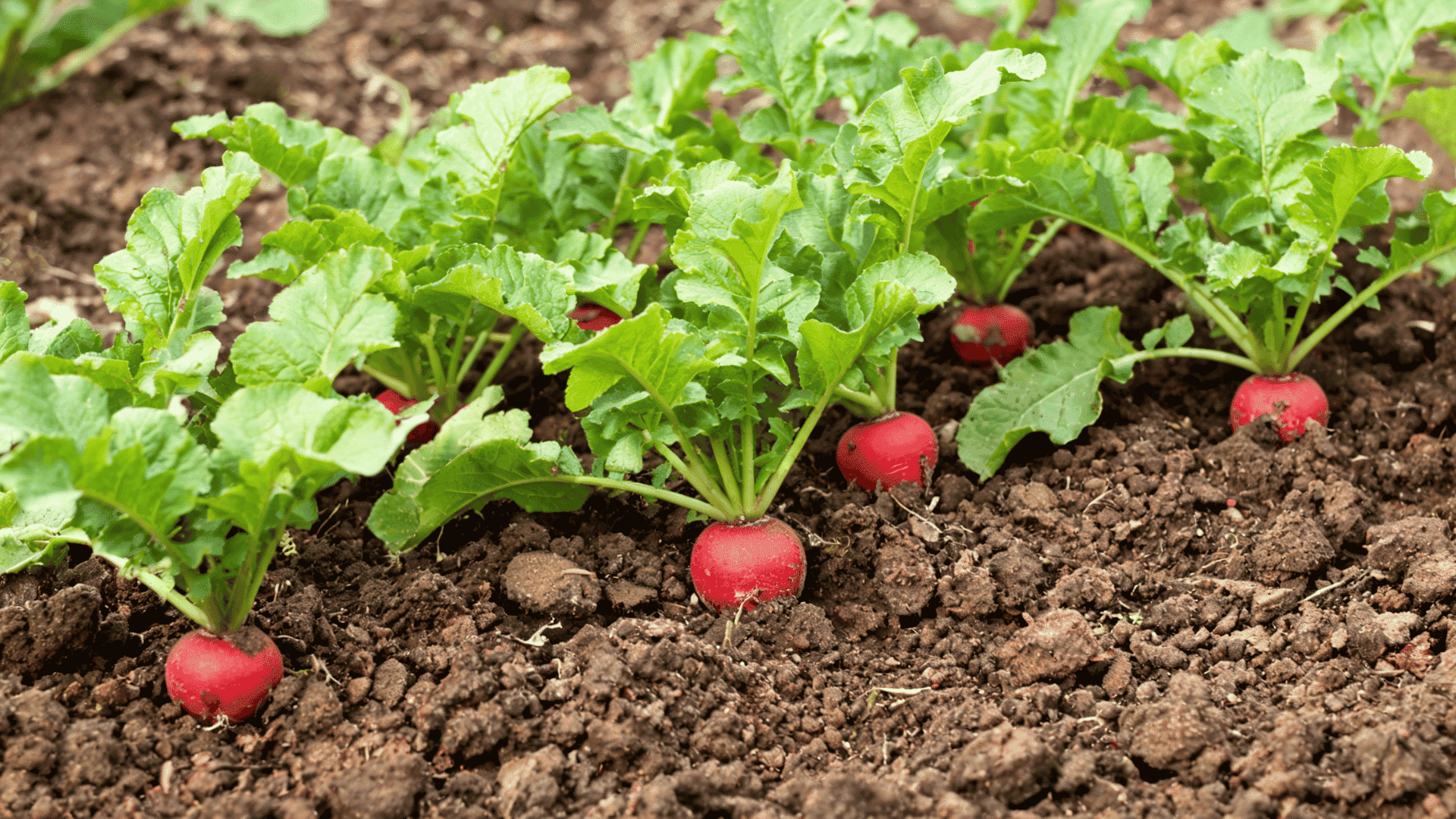 Red radishes with green leaves growing in soil.