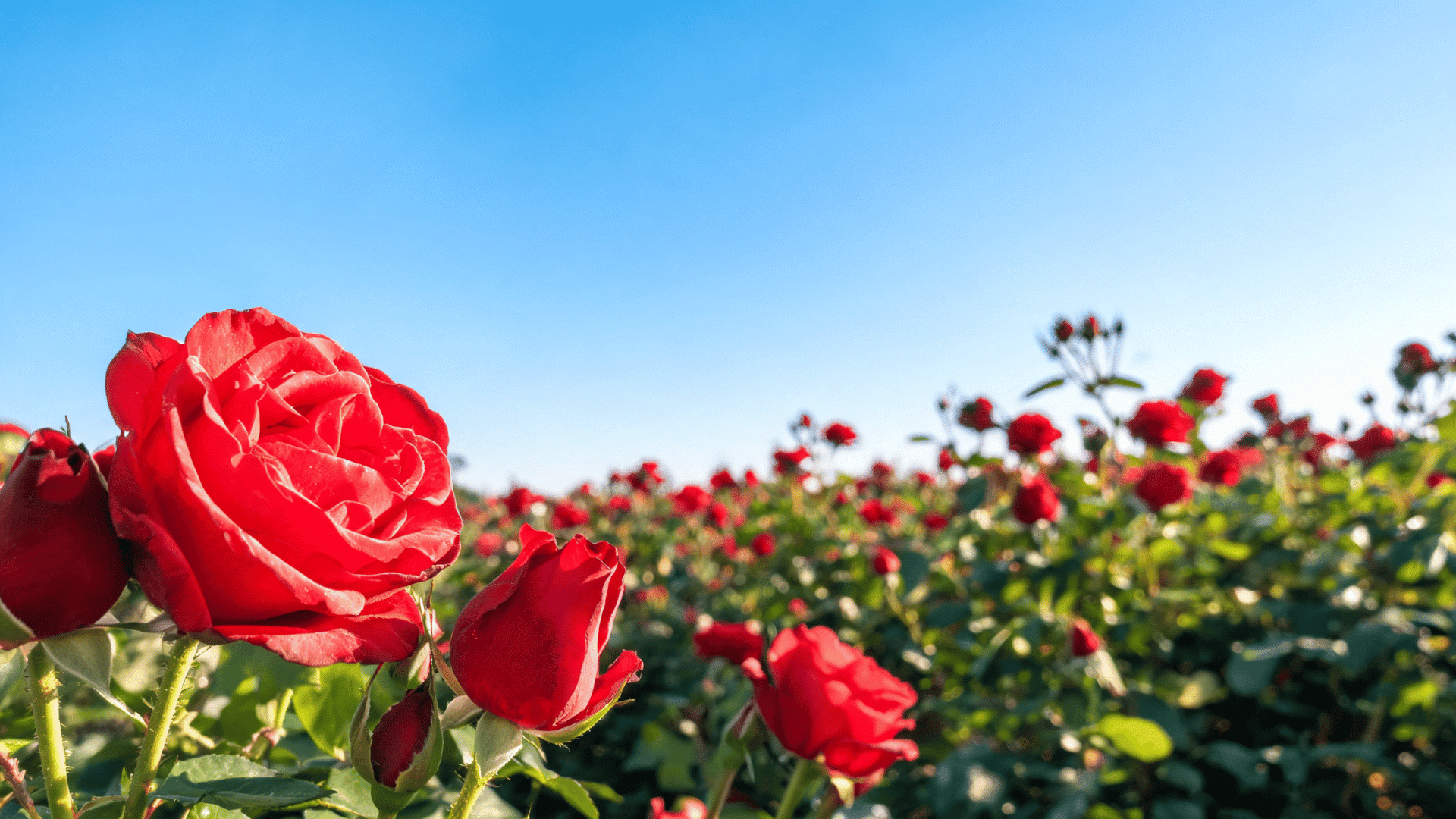 Red roses blooming in a garden with a close-up flower in the foreground and blurred rose bushes in the background.