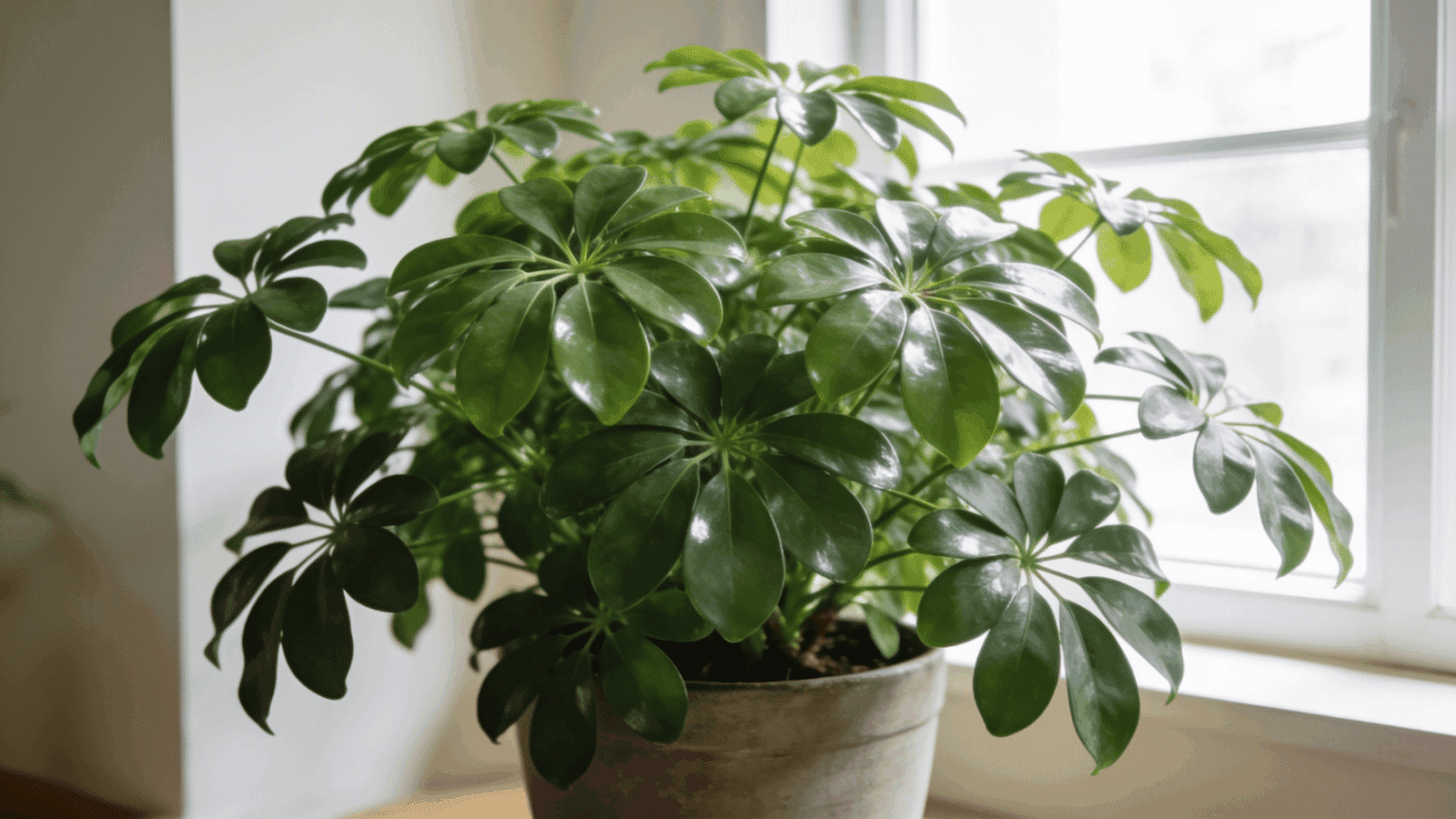 Full potted Schefflera plant with glossy leaves near a bright window
