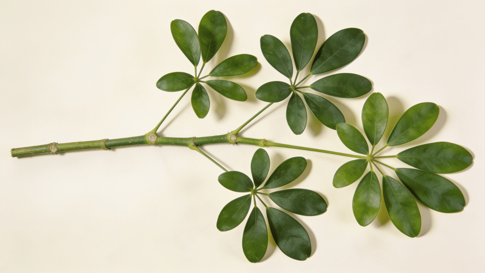 Healthy stem cutting with visible leaf nodes for propagation