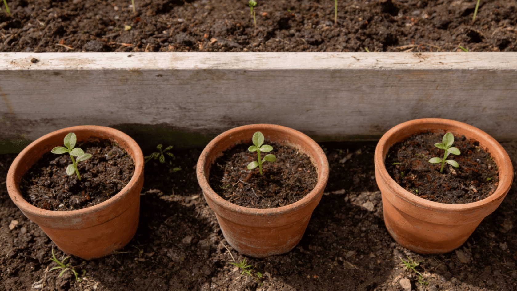 Small cosmos seedlings in pots beside an outdoor garden bed