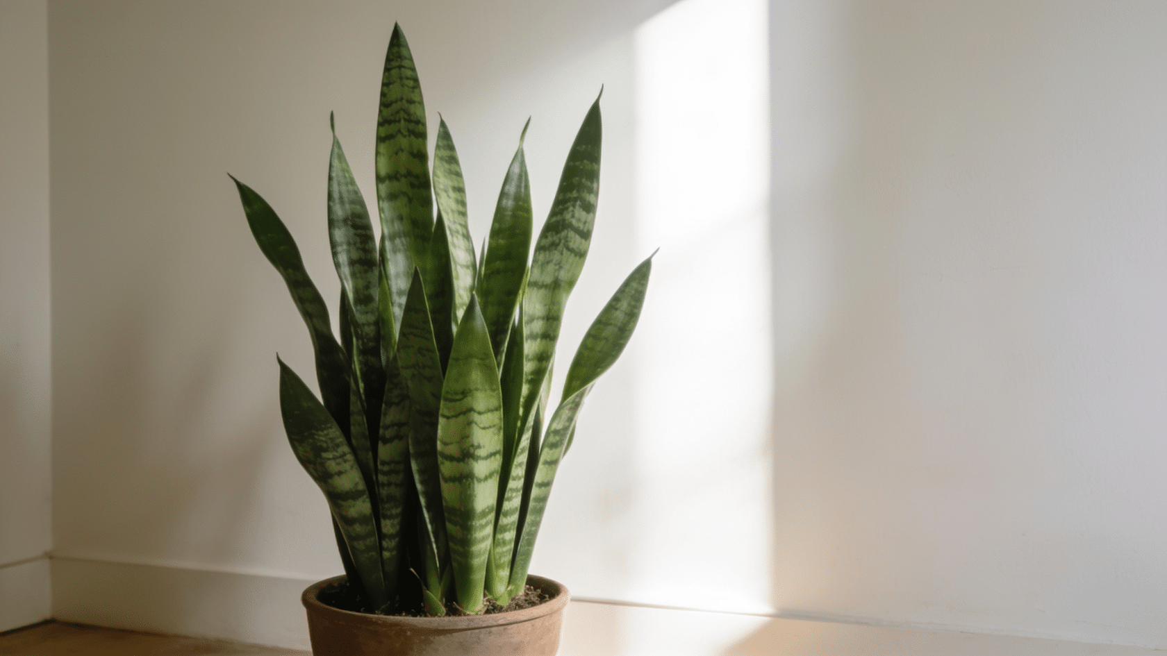 Snake plant, a hardy pick among common house plants, with tall upright leaves indoors