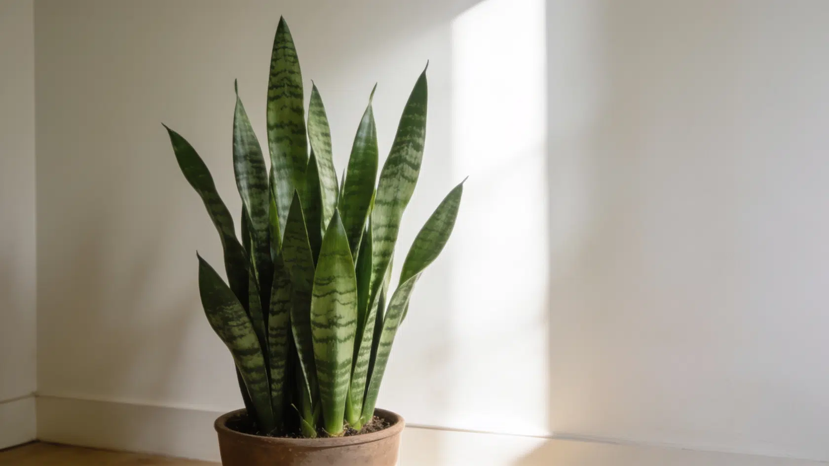 Snake plant, a hardy pick among common house plants, with tall upright leaves indoors