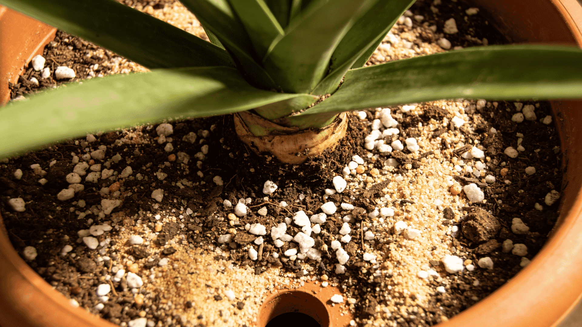 soil-of-yucca