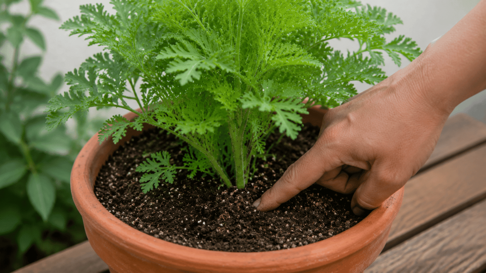 A finger pressing into dark soil to check the moisture of a green citronella plant in a terracotta pot.