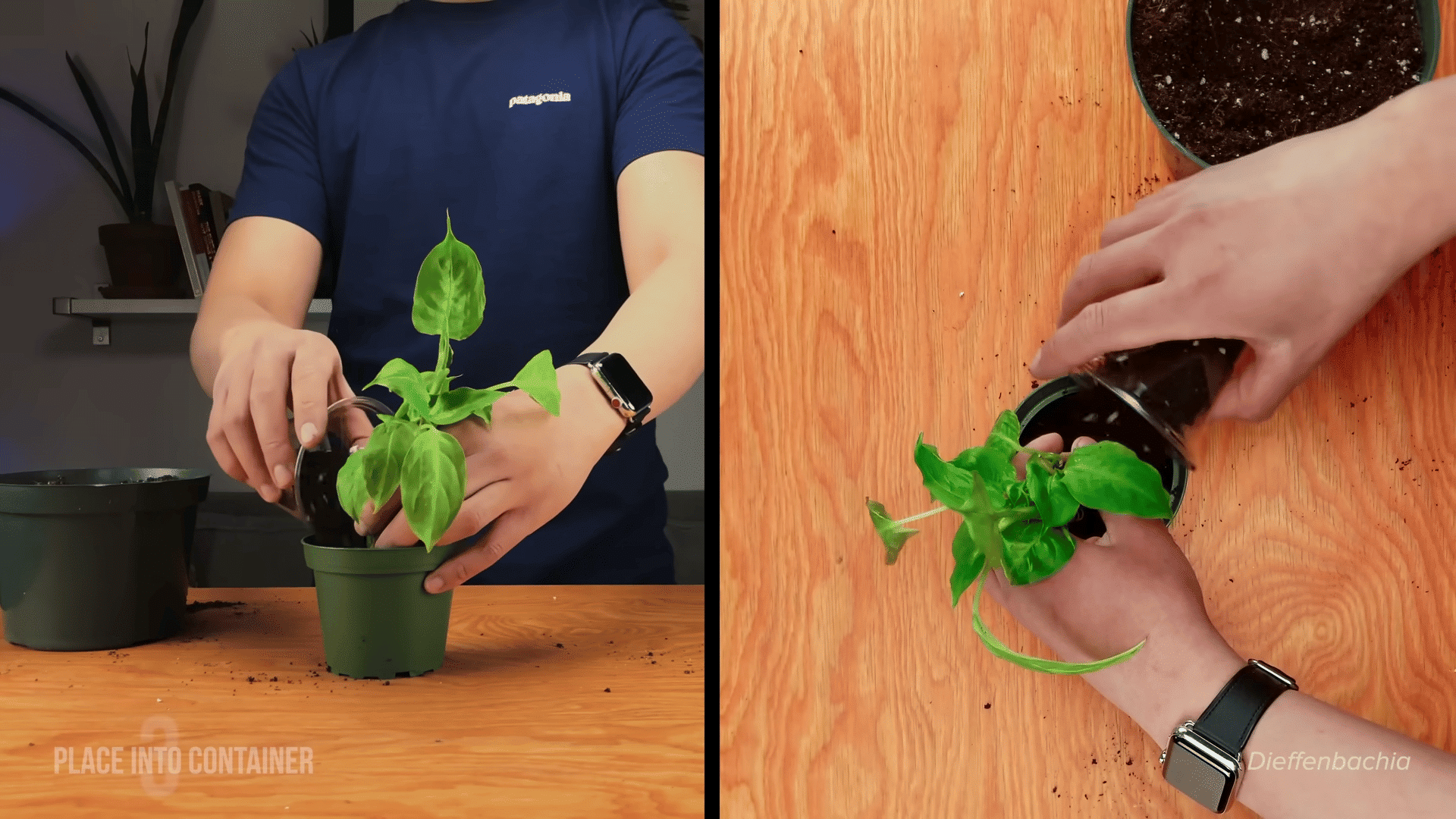 Split view showing a person placing a Dieffenbachia plant into a green pot from two different angles