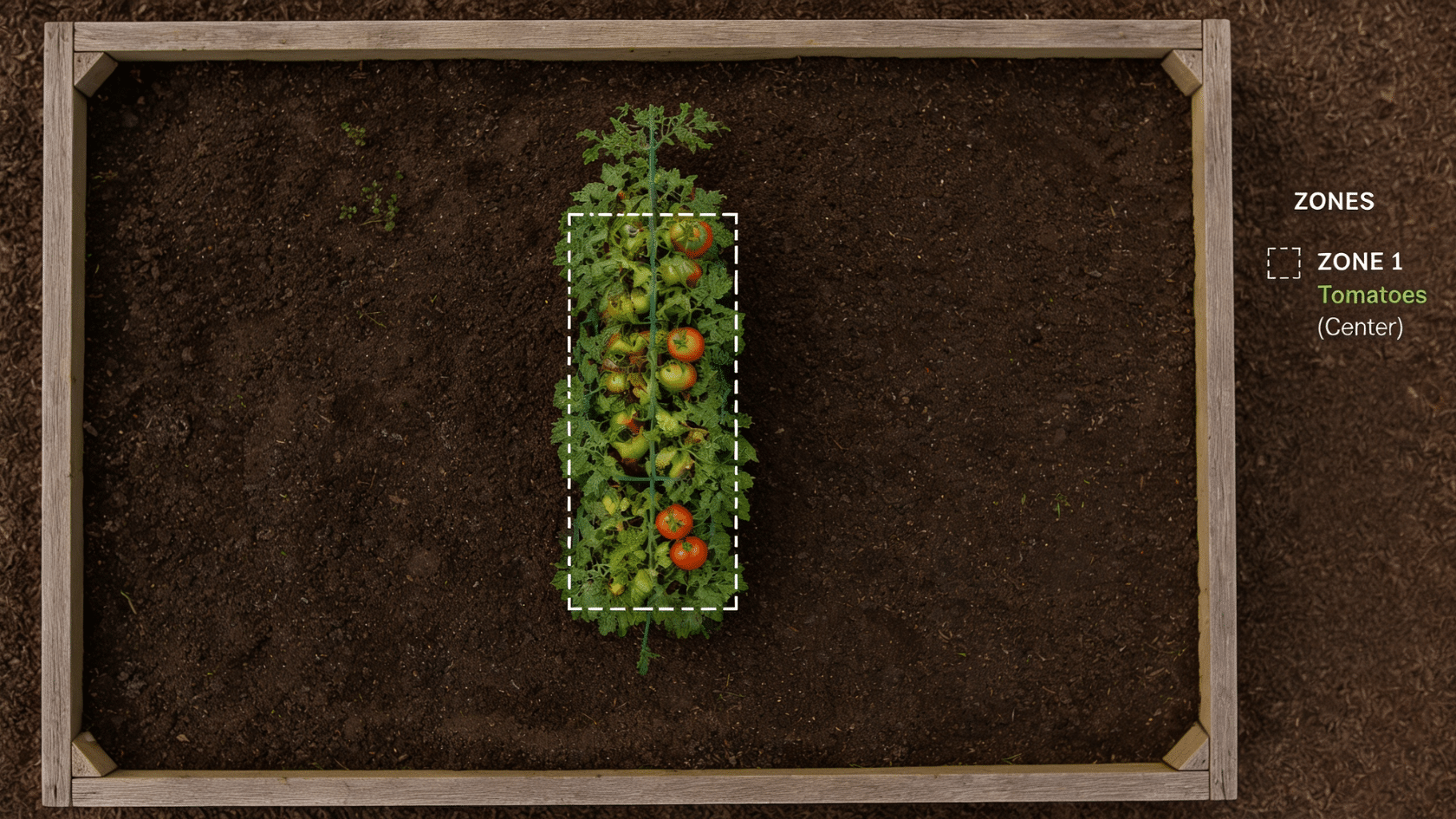 Tomatoes planted in the center of a raised bed as part of tomato companion plants layout for optimal growth,