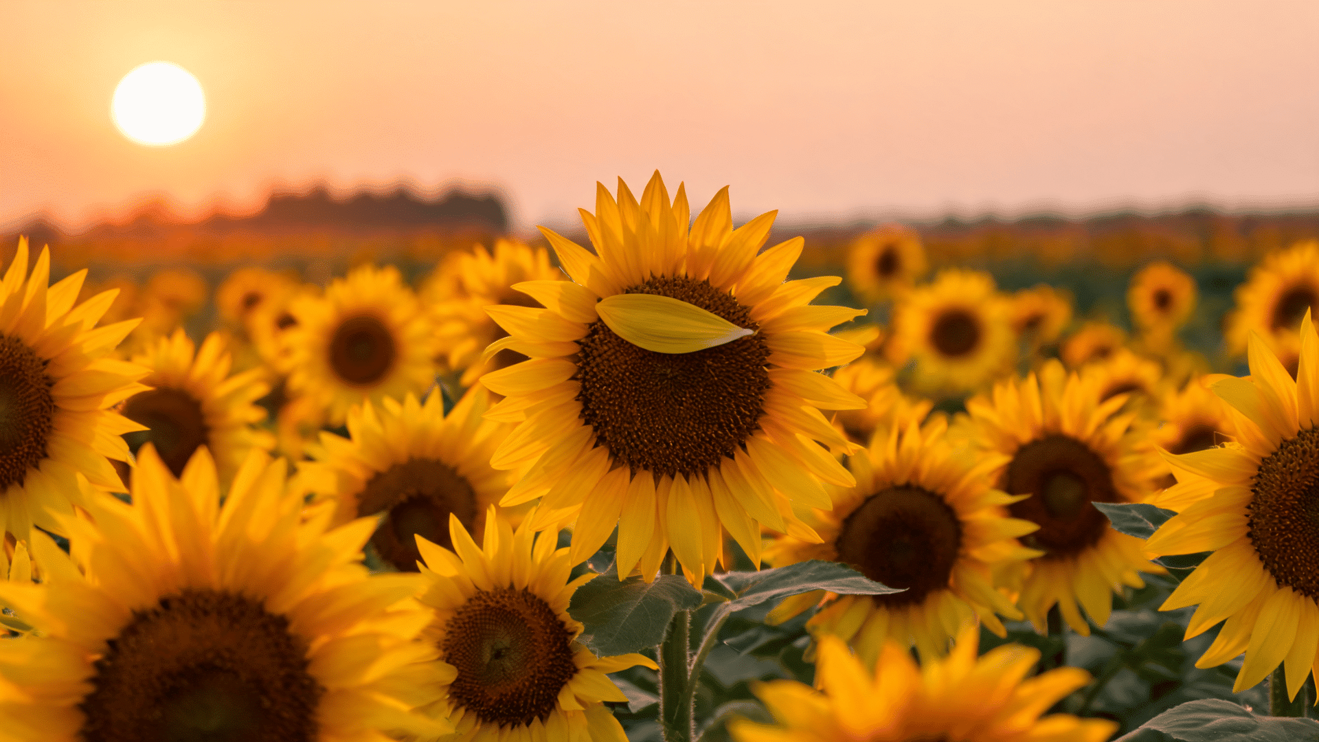 Sunflowers blooming in a field with a large flower in the foreground and sunlight visible in the background.