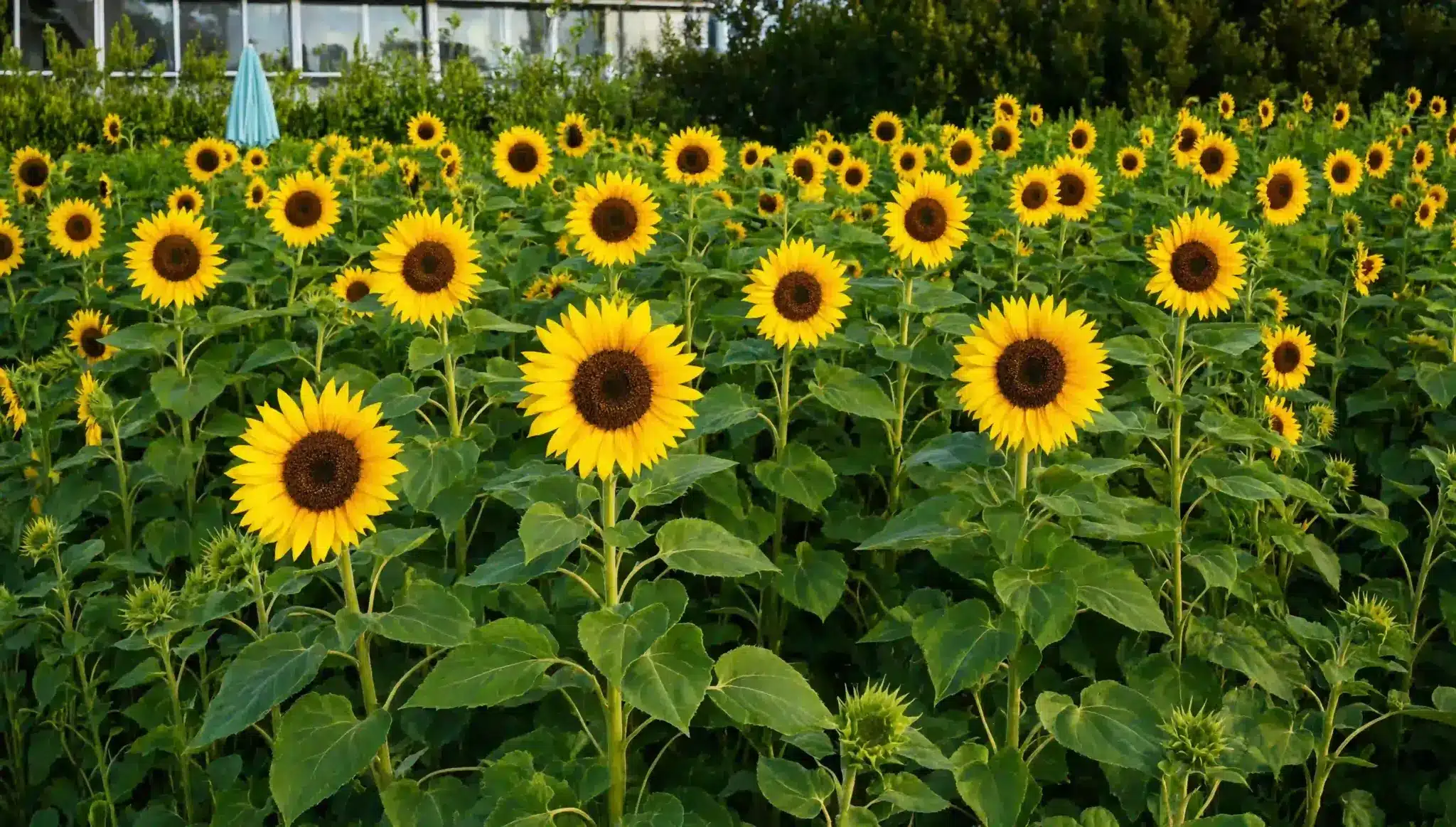 sunflowers blooming across lush garden field in summer