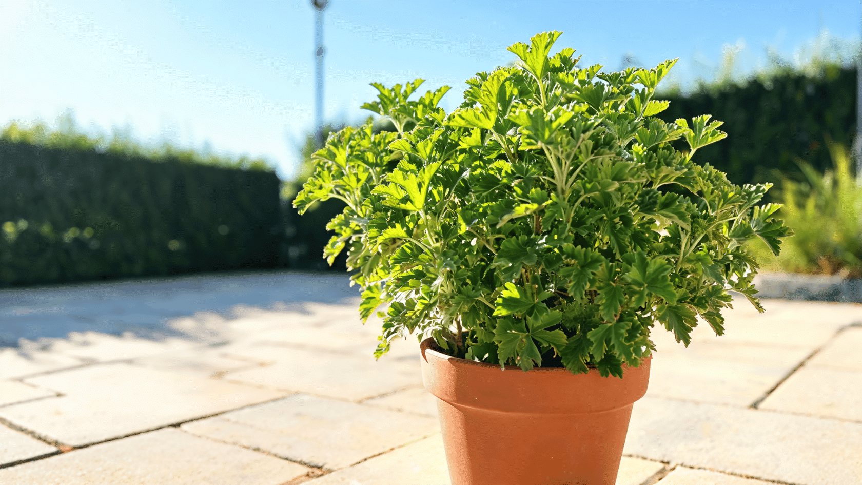 Green citronella plant in a terracotta pot under bright sun on a paved patio with a hedge and blue sky backdrop.