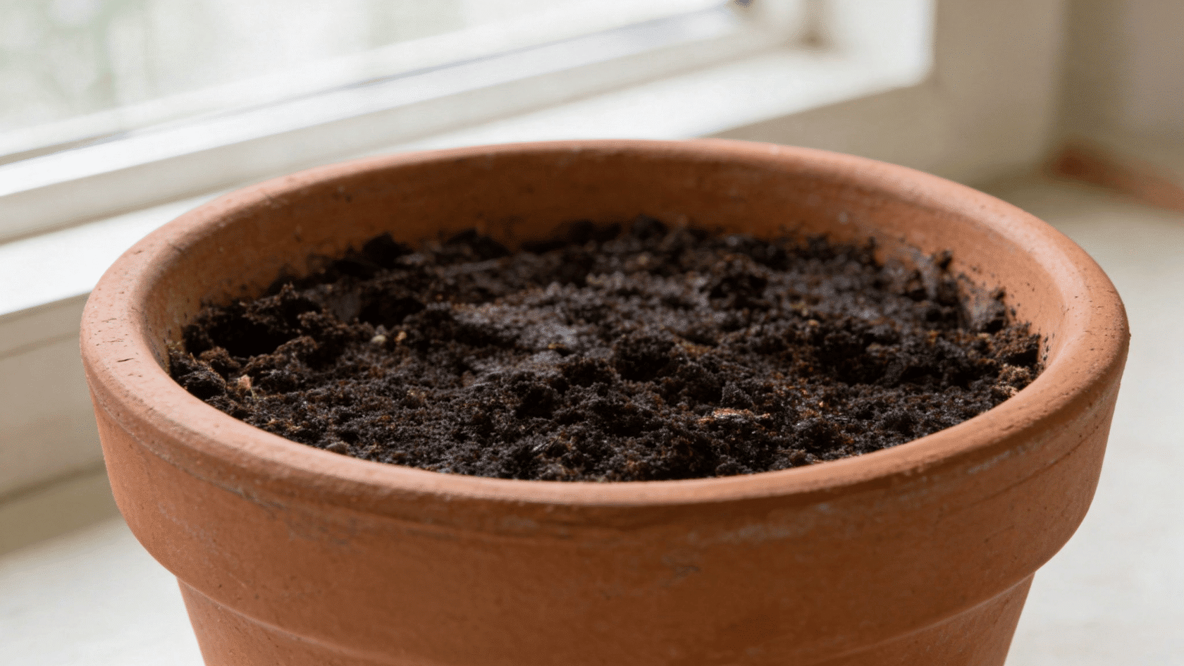 Terracotta pot filled with dark soil on a windowsill