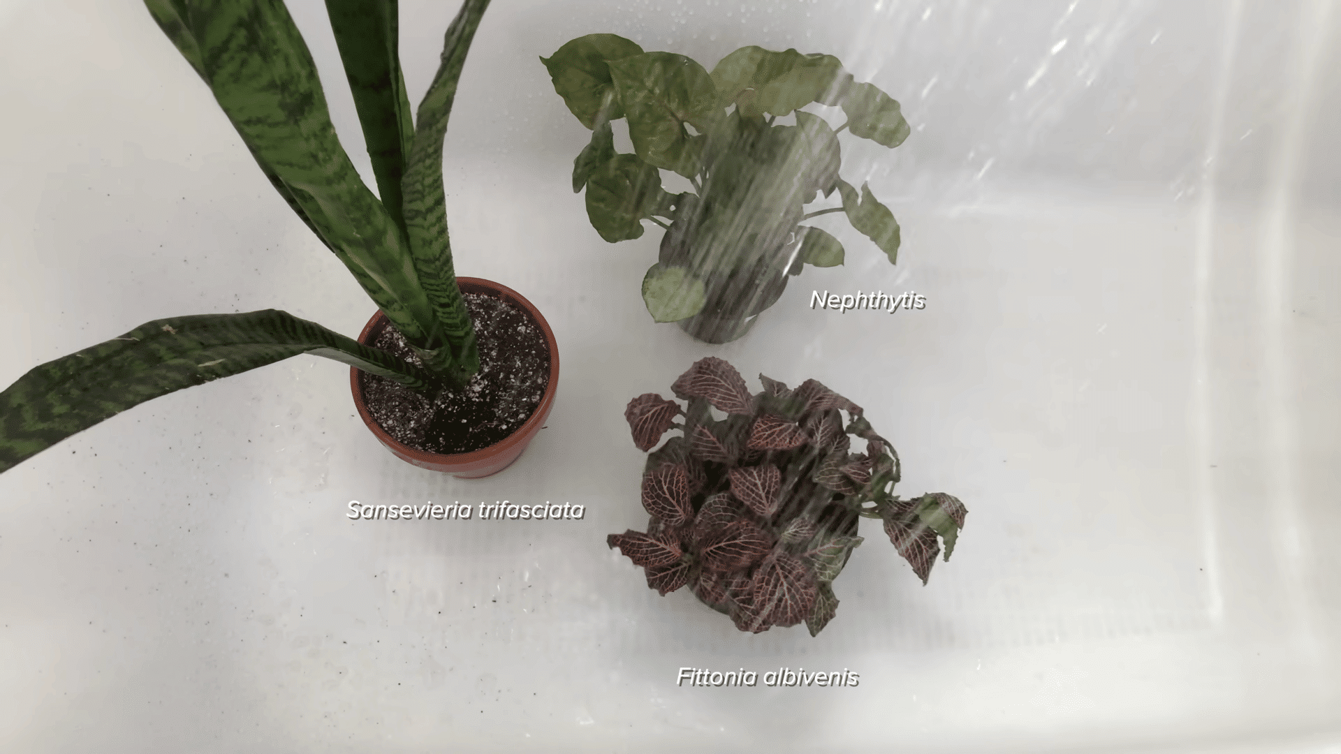 Three potted houseplants being thoroughly watered and rinsed with running water inside a white bathtub