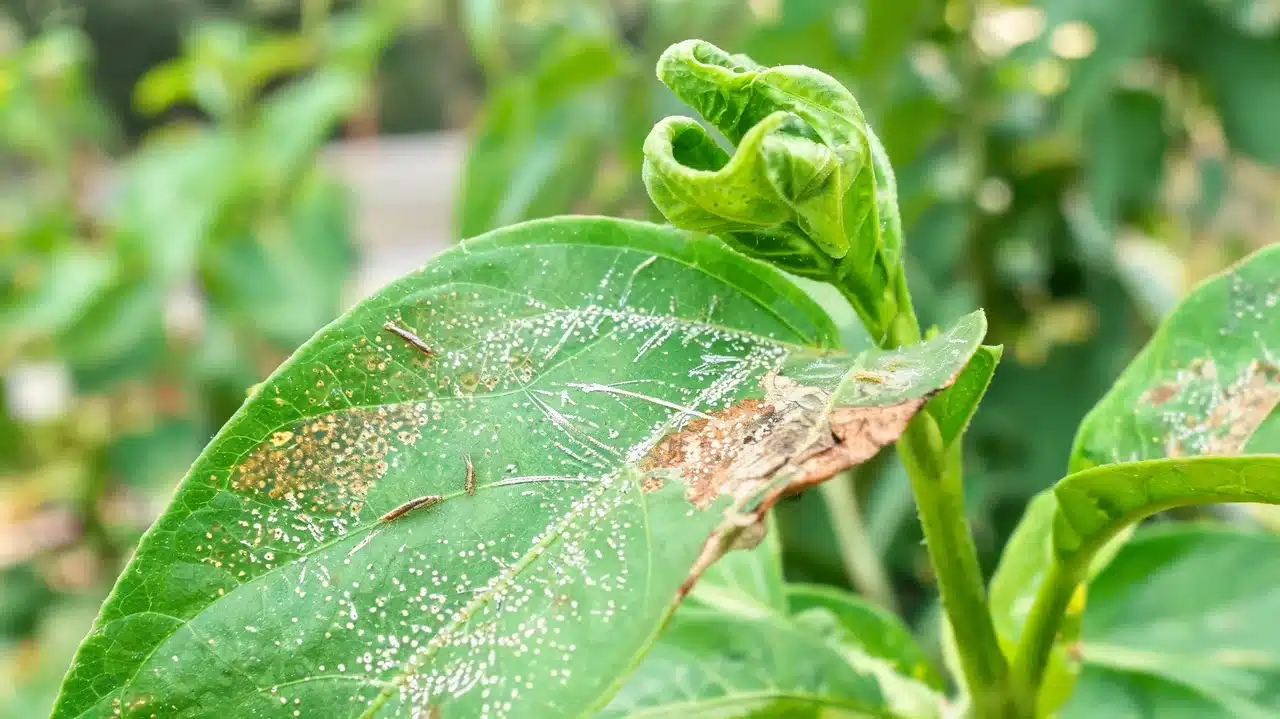 thrips and feeding damage across curled plant leaves