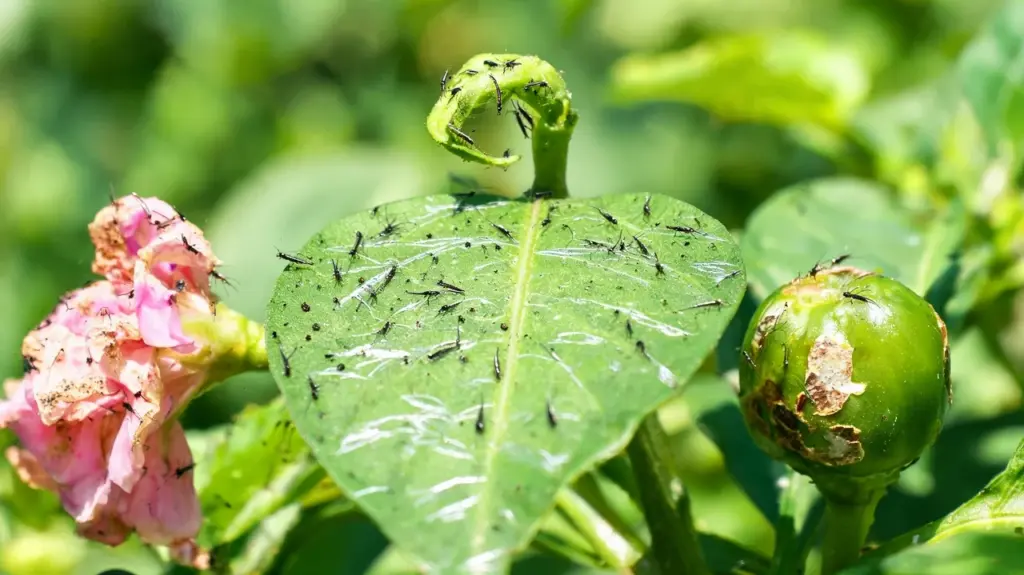Thrips covering damaged leaf flower and young fruit