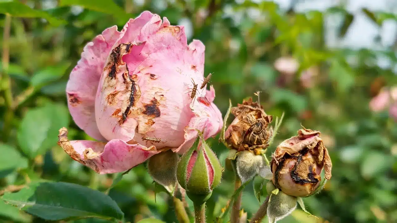 thrips on damaged pink rose and dried buds