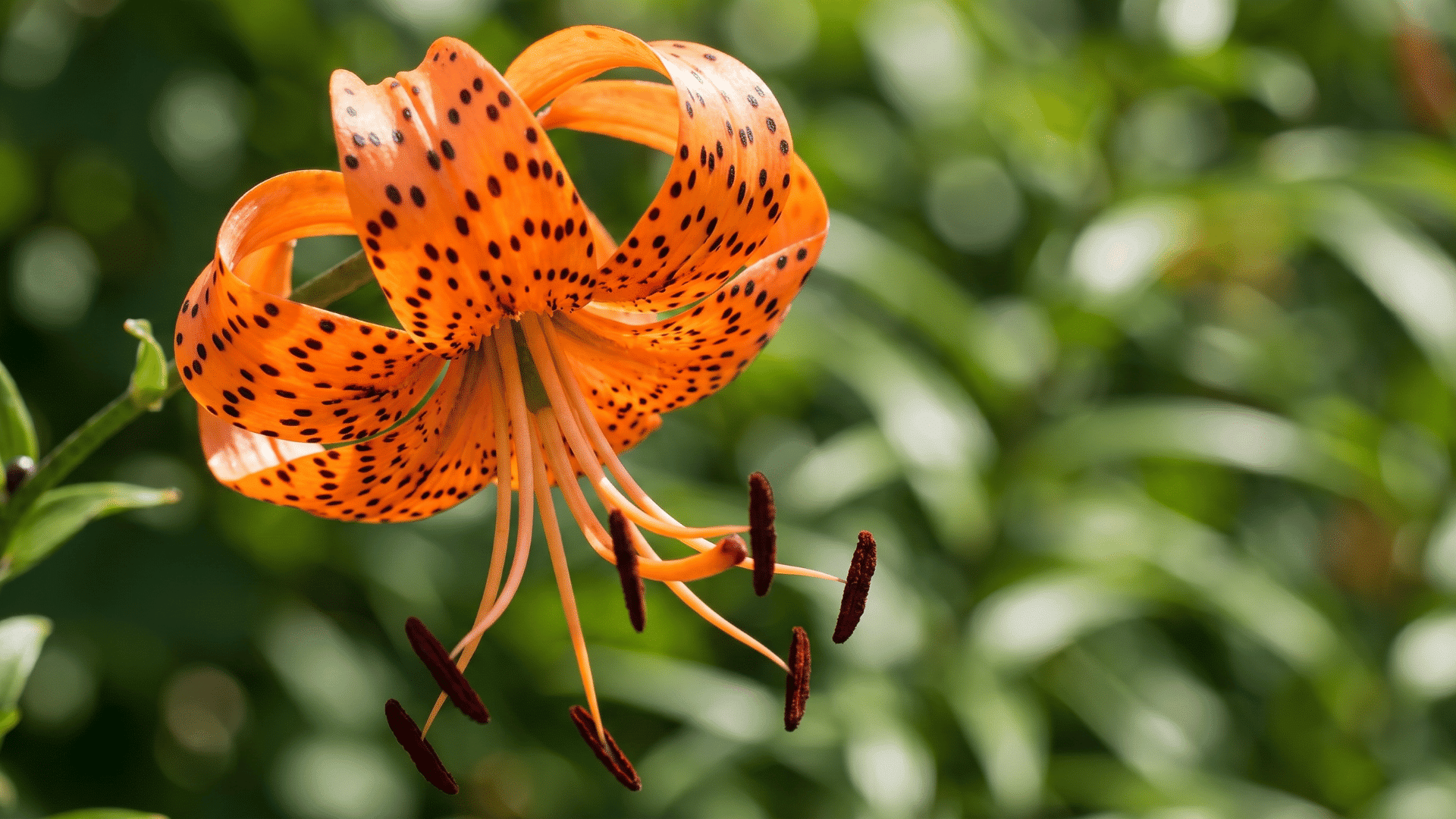 Orange Tiger lily flower showing types of lilies and their meanings in a garden