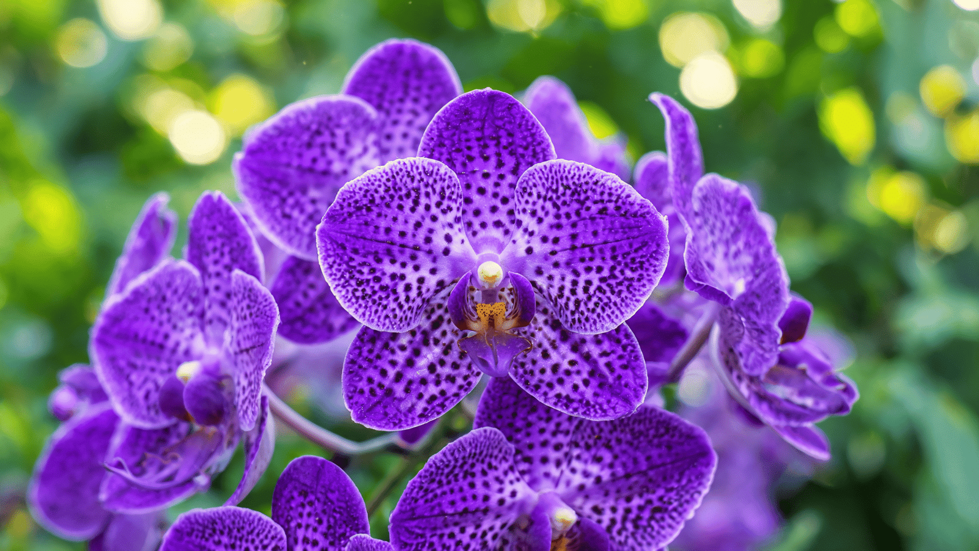 Vanda orchid flowers with spotted petals in close-up against a blurred green background.