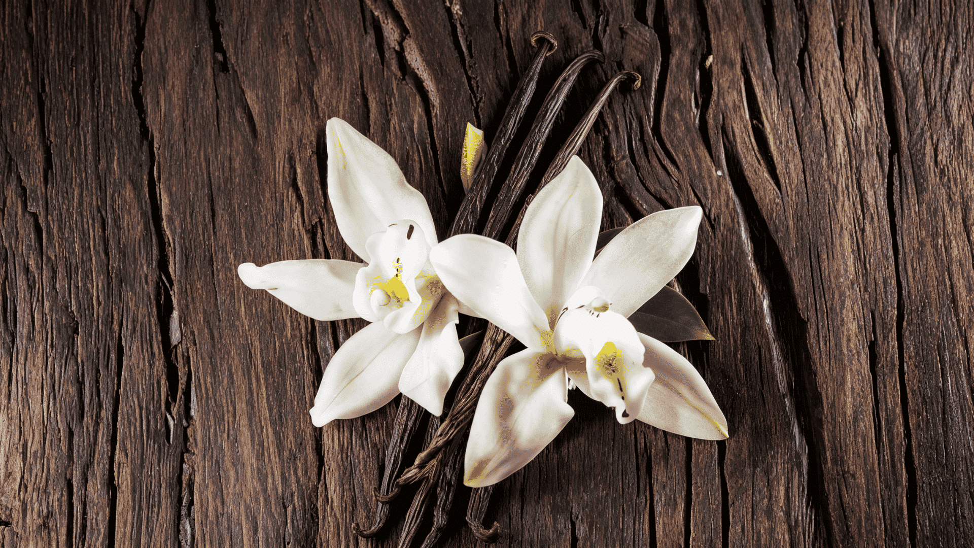 White Vanilla orchid flowers with dark vanilla pods arranged on textured wooden bark.
