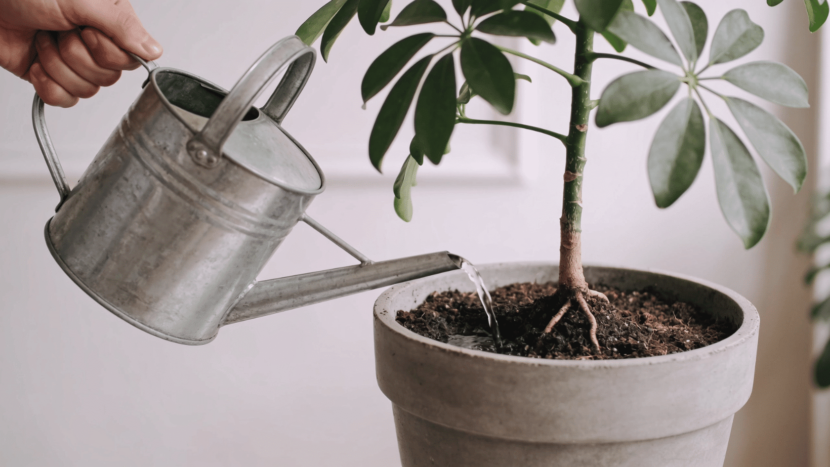 Hand pouring water onto soil, part of schefflera plant care routine