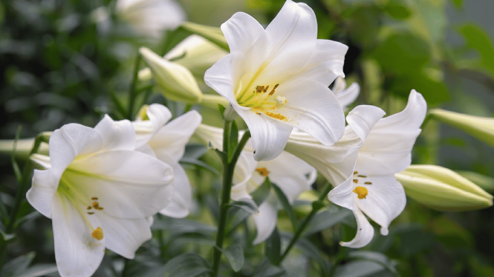 White Easter lily flowers showing types of lilies and their meanings in a garden