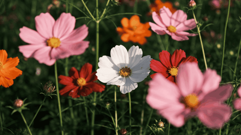 White, pink, red, and orange cosmos flowers growing on tall green stems