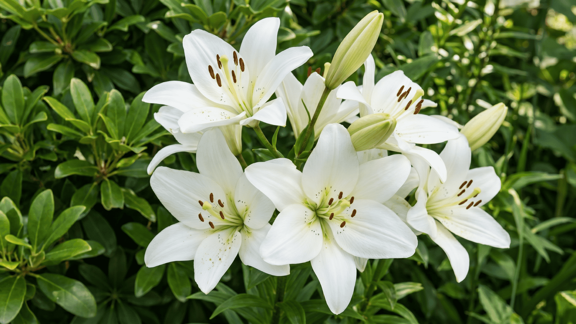 White Trumpet lily flowers showing types of lilies and their meanings in a garden