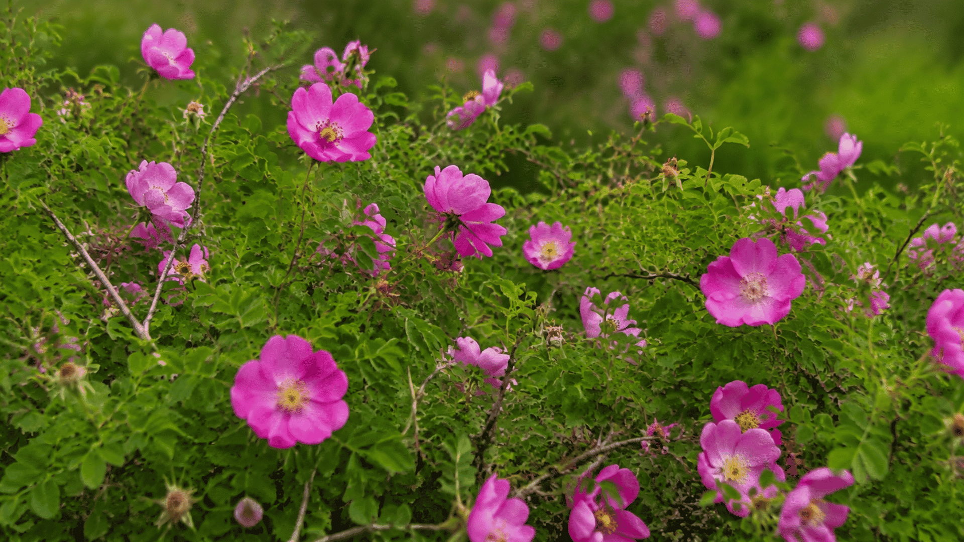 Wild species roses with vibrant pink blooms growing among lush green foliage in a natural garden setting.