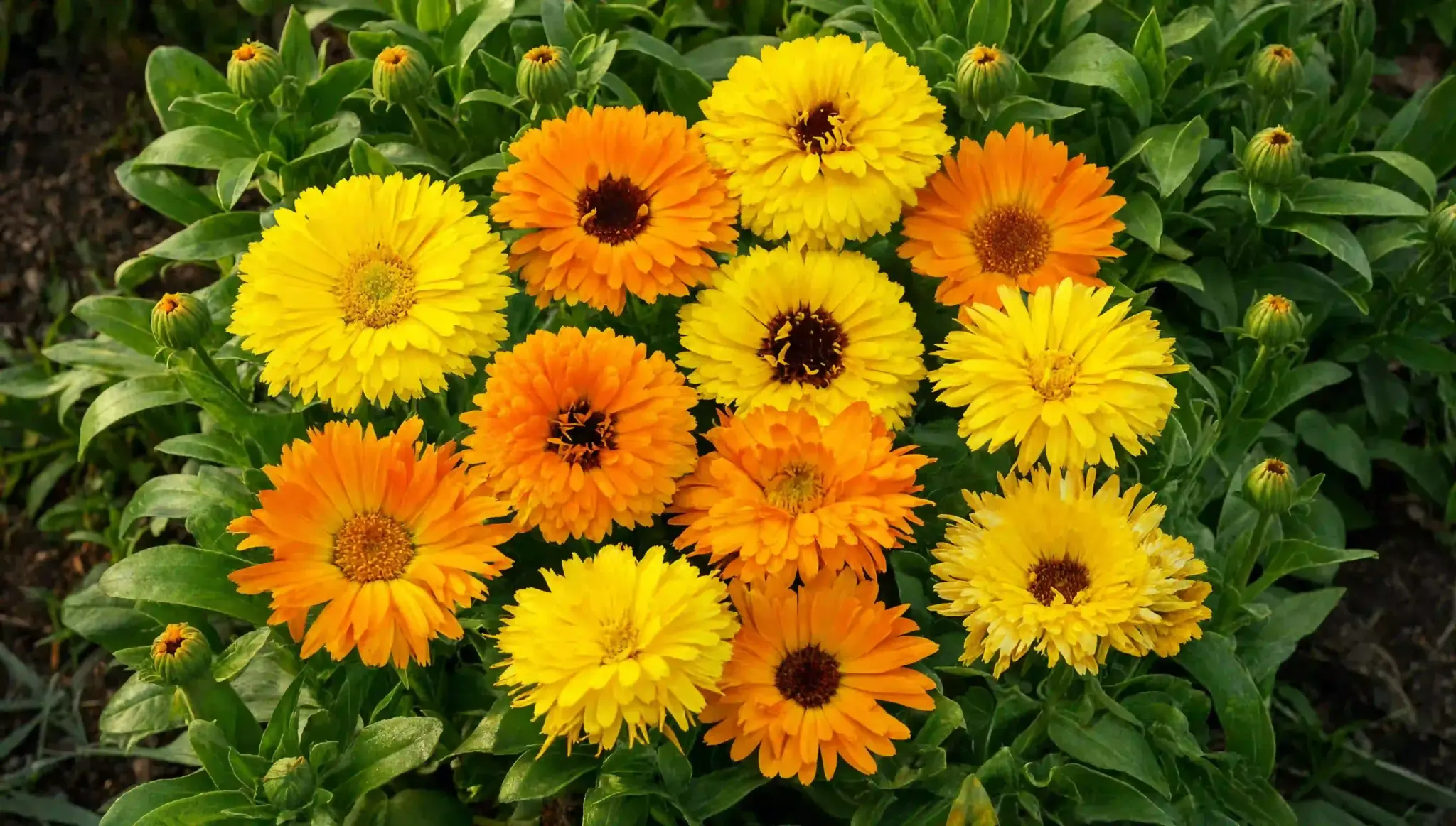 yellow and orange calendula flowers blooming in lush foliage