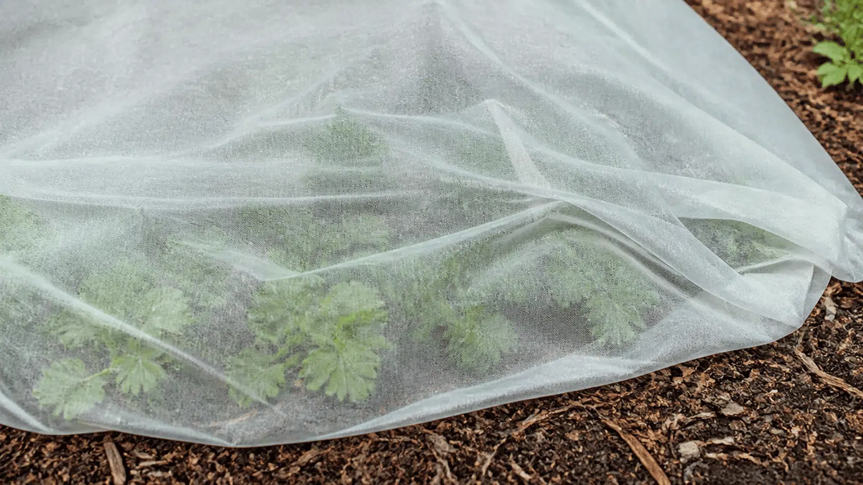Young ranunculus plants covered with frost cloth in a garden bed