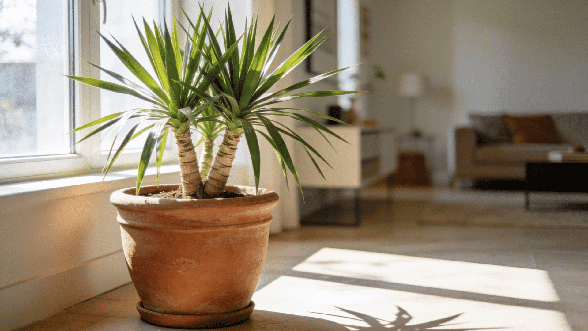 yucca-plant (1)