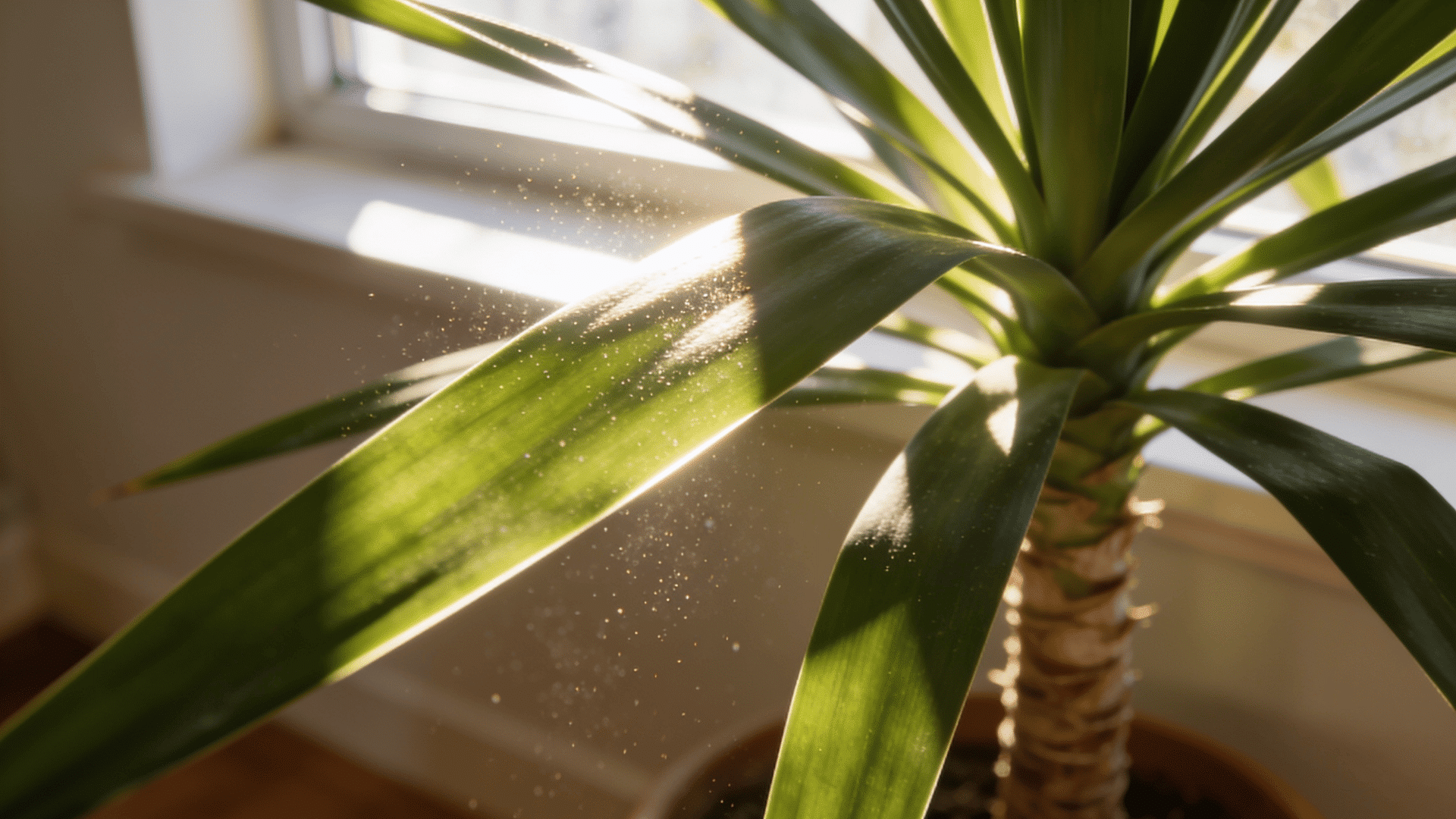 yucca-plant-sunlight
