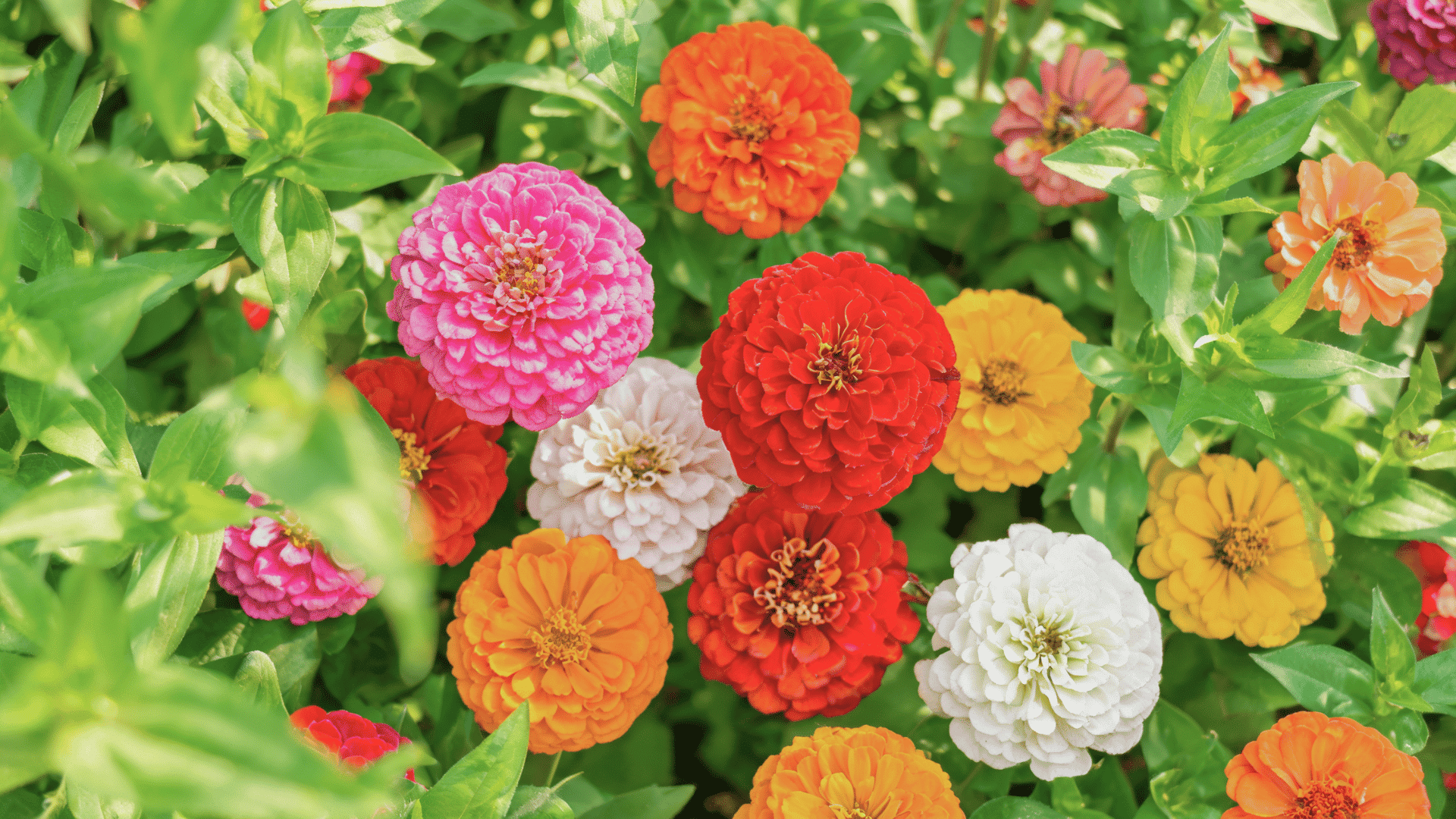 Colorful zinnia flowers blooming among green leaves in a garden.