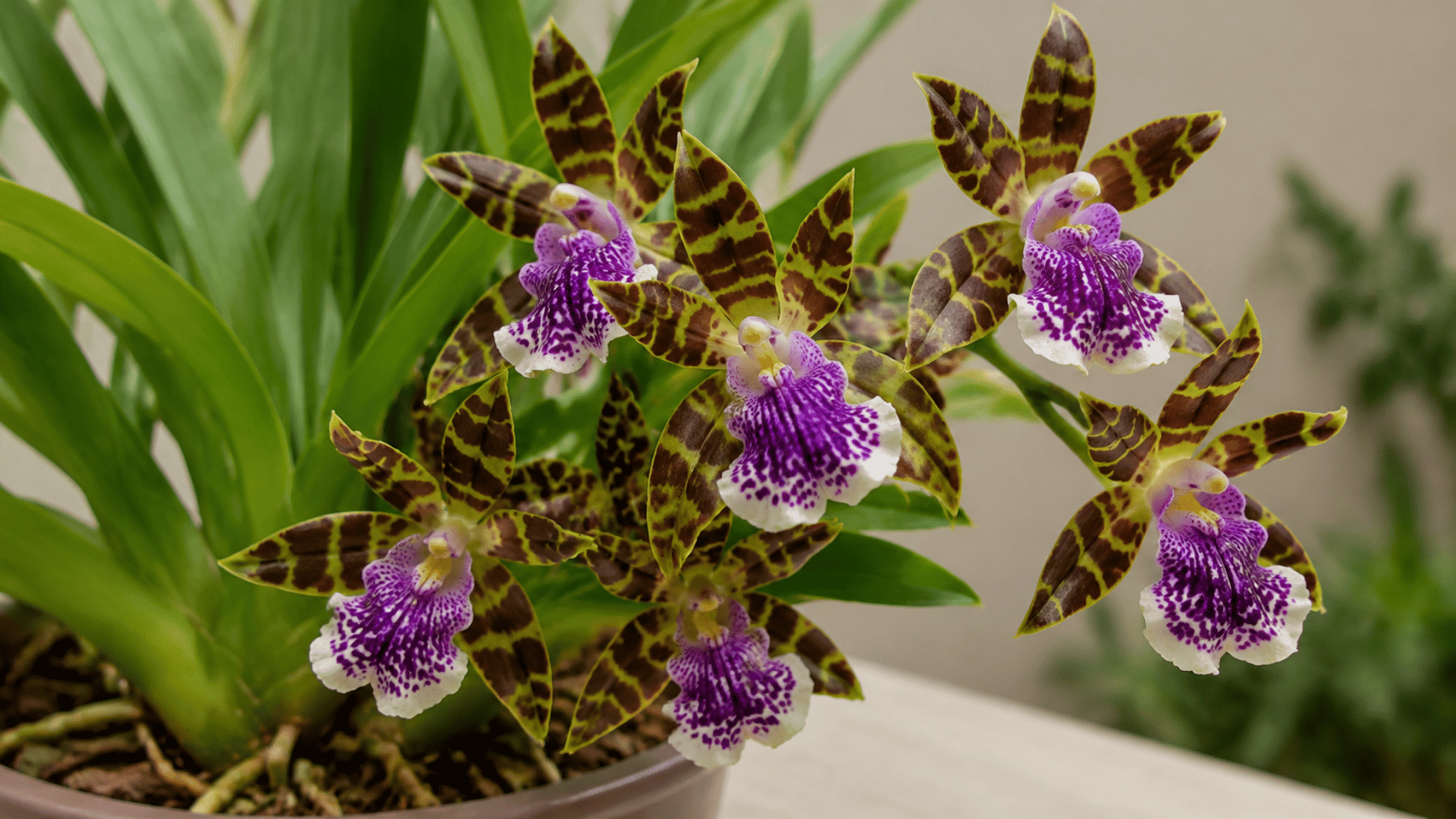 Zygopetalum orchid flowers with green and brown striped petals and purple patterned centers in a potted plant.