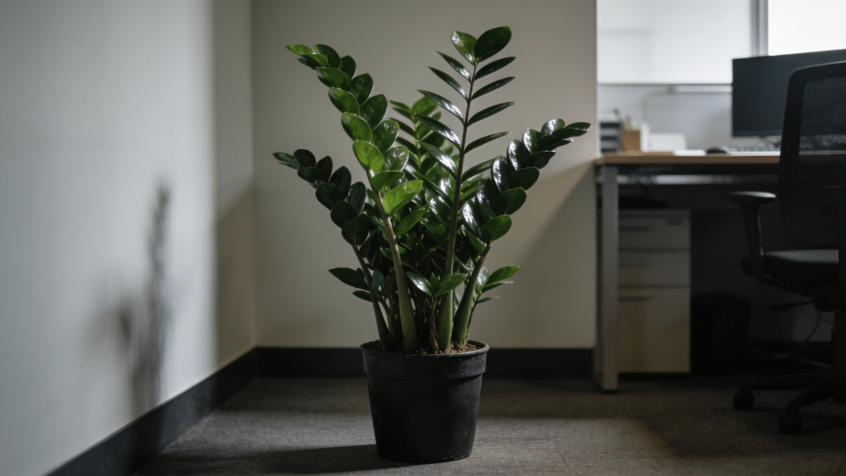 ZZ plant, a low-maintenance common house plants pick, with thick glossy leaves in a pot